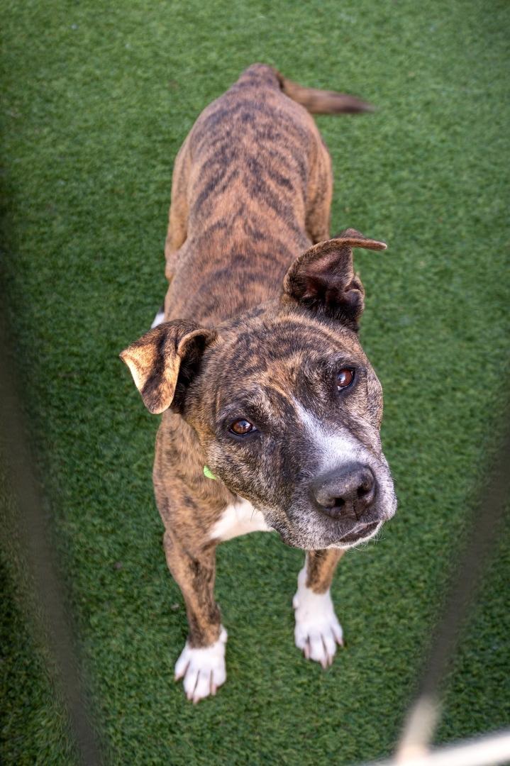 Enlarge Belmont, a Adoptable mixed breed in Dallas, TX image 3/6