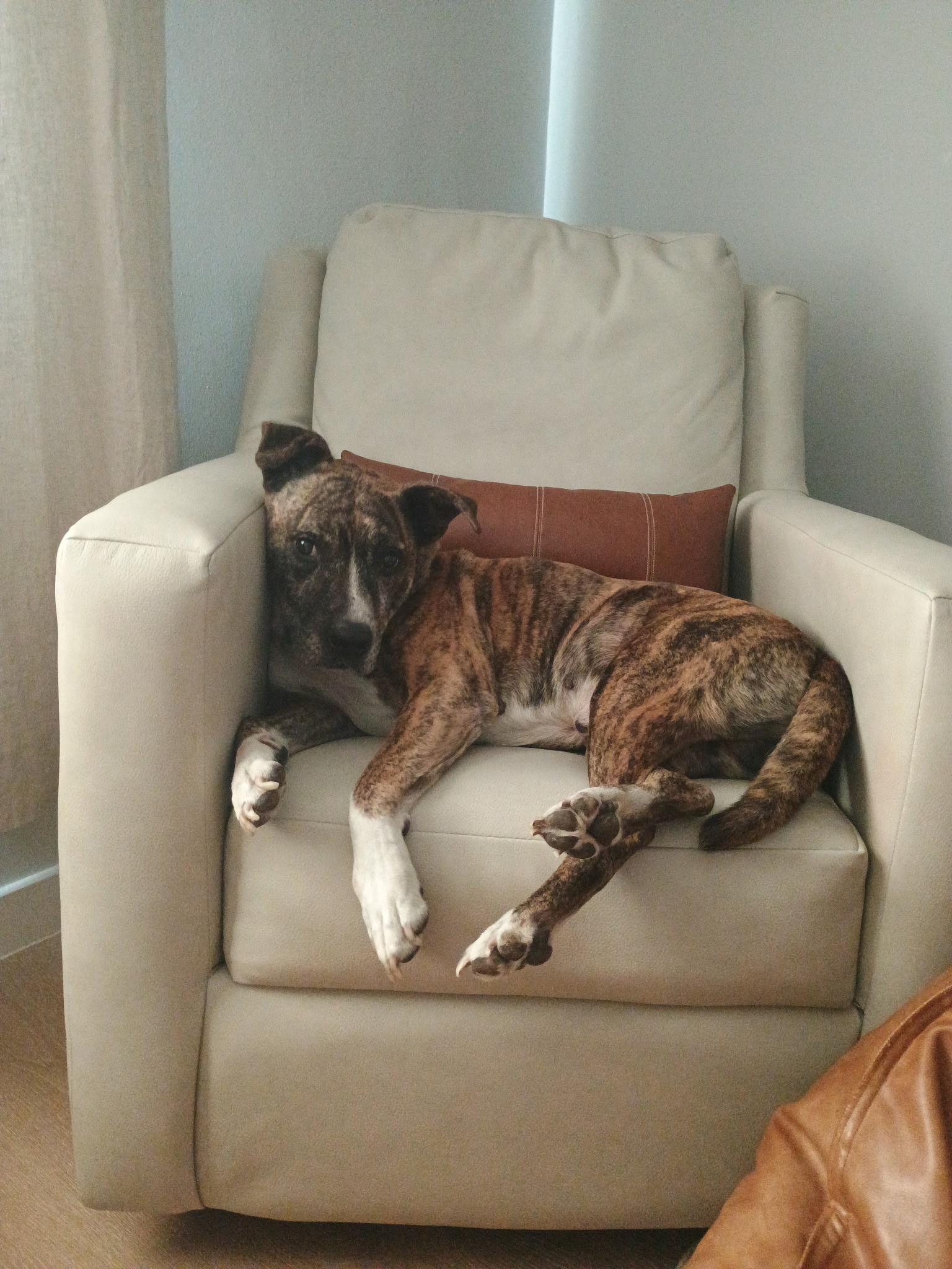 Enlarge Belmont, a Adoptable mixed breed in Dallas, TX image 2/6