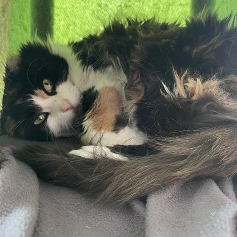 Juniata, Adoptable, Senior Female Domestic Long Hair.