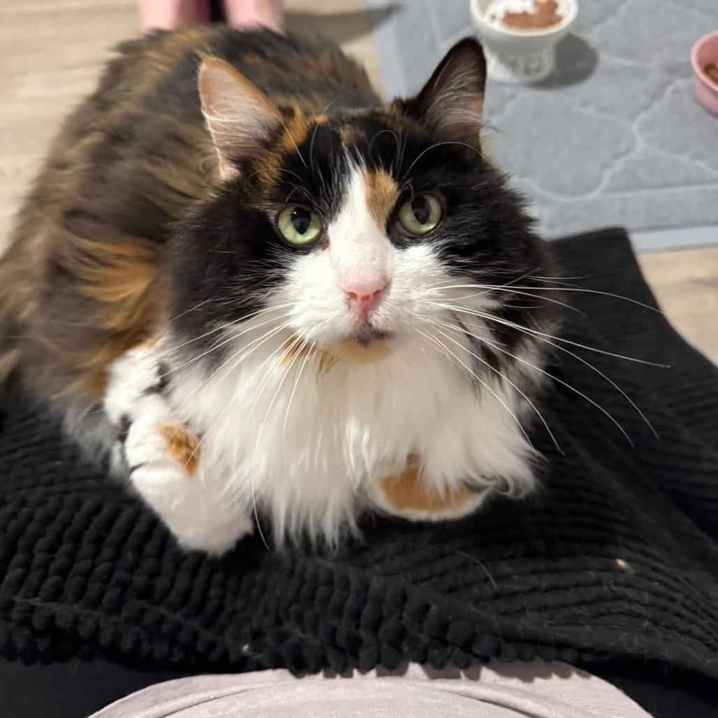 Enlarge Juniata, a Adoptable Domestic Long Hair in St. Louis, MO image 2/6