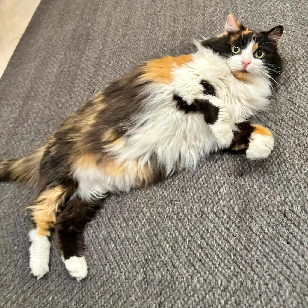 Enlarge Juniata, a Adoptable Domestic Long Hair in St. Louis, MO image 3/6