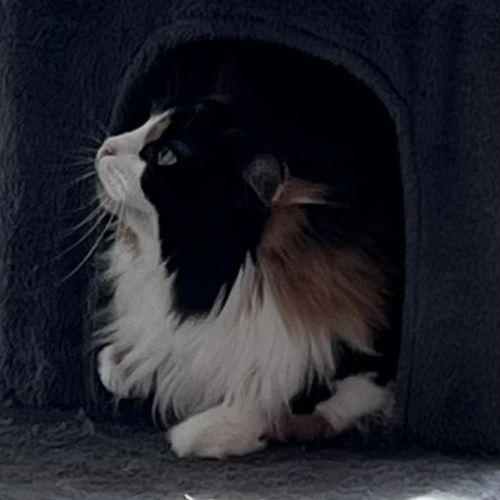 Enlarge Juniata, a Adoptable Domestic Long Hair in St. Louis, MO image 4/6