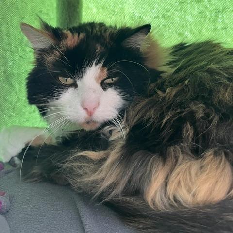 Enlarge Juniata, a Adoptable Domestic Long Hair in St. Louis, MO image 5/6