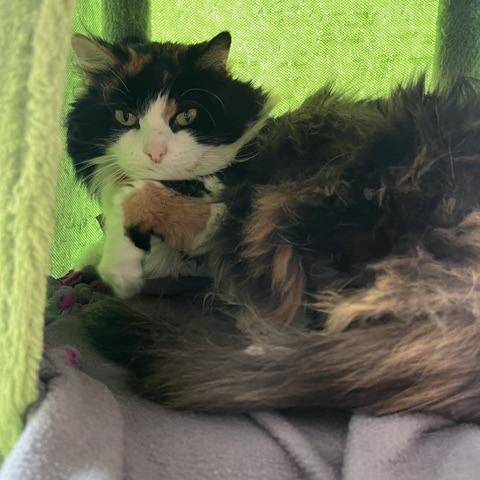 Enlarge Juniata, a Adoptable Domestic Long Hair in St. Louis, MO image 6/6