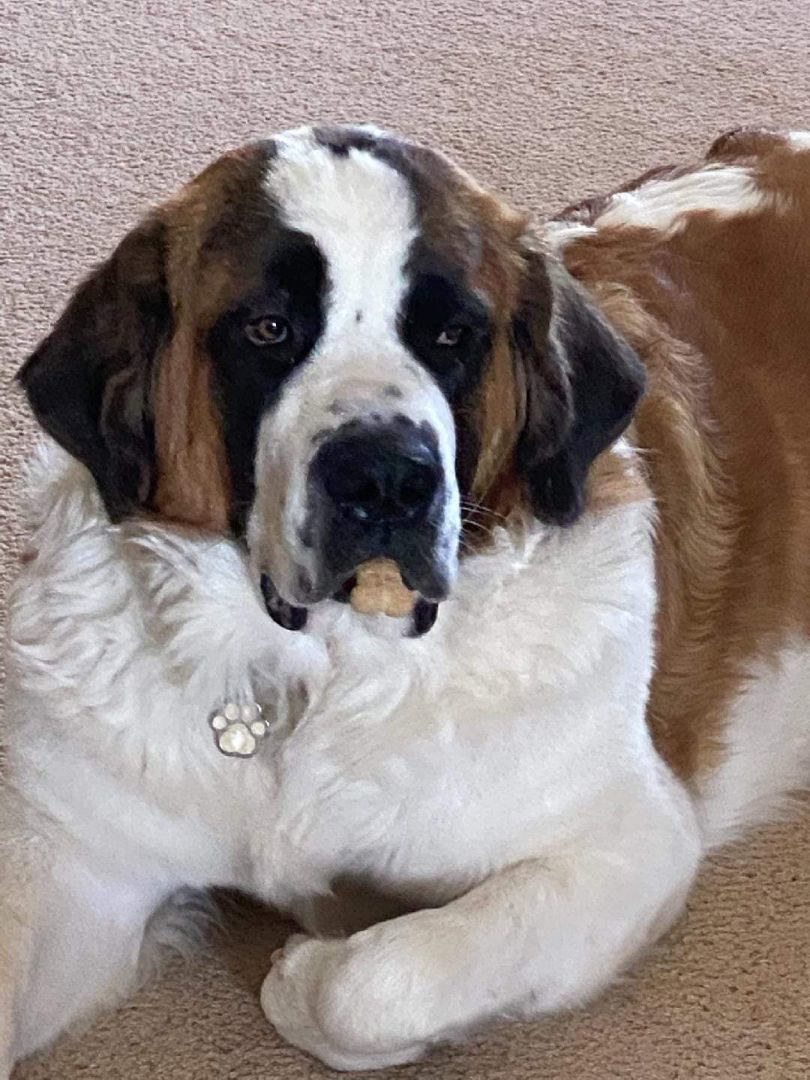 Gertie, a Adopted Saint Bernard in Glendale, AZ image 1/5