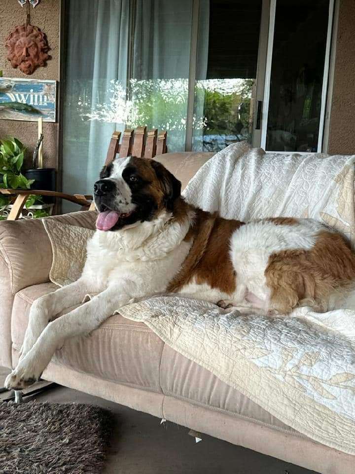 Gertie, a Adopted Saint Bernard in Glendale, AZ image 2/5
