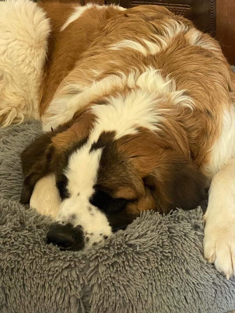 Gertie, a Adopted Saint Bernard in Glendale, AZ image 3/5