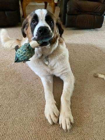 Gertie, a Adopted Saint Bernard in Glendale, AZ image 4/5