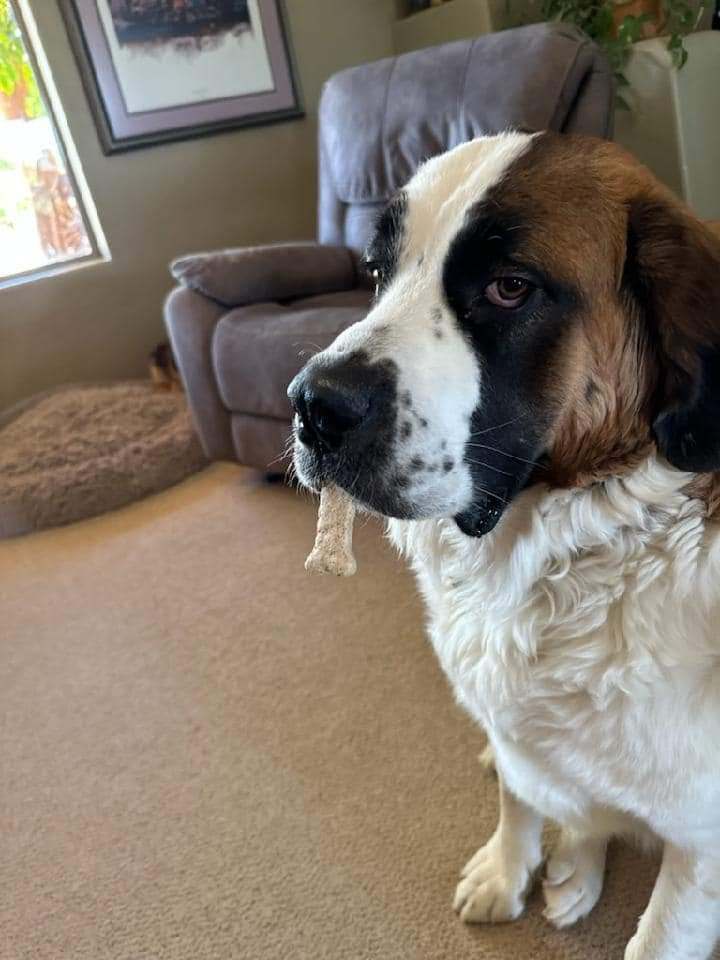 Gertie, a Adopted Saint Bernard in Glendale, AZ image 5/5
