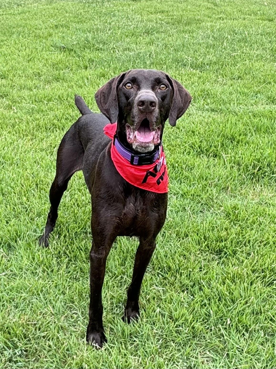 Enlarge Drake, a Adopted German Shorthaired Pointer in Fort Worth, TX image 1/3