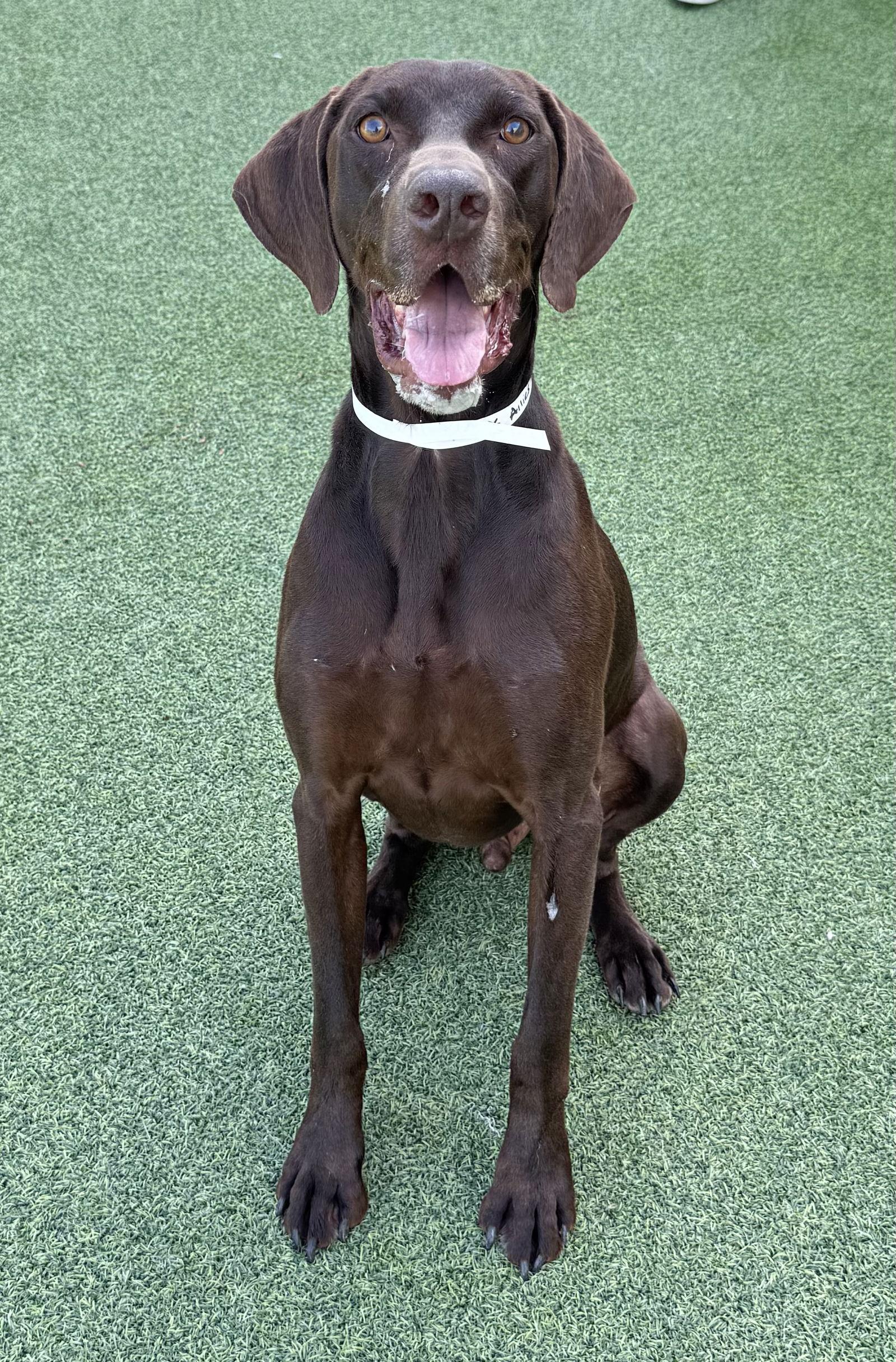 Enlarge Drake, a Adopted German Shorthaired Pointer in Fort Worth, TX image 2/3