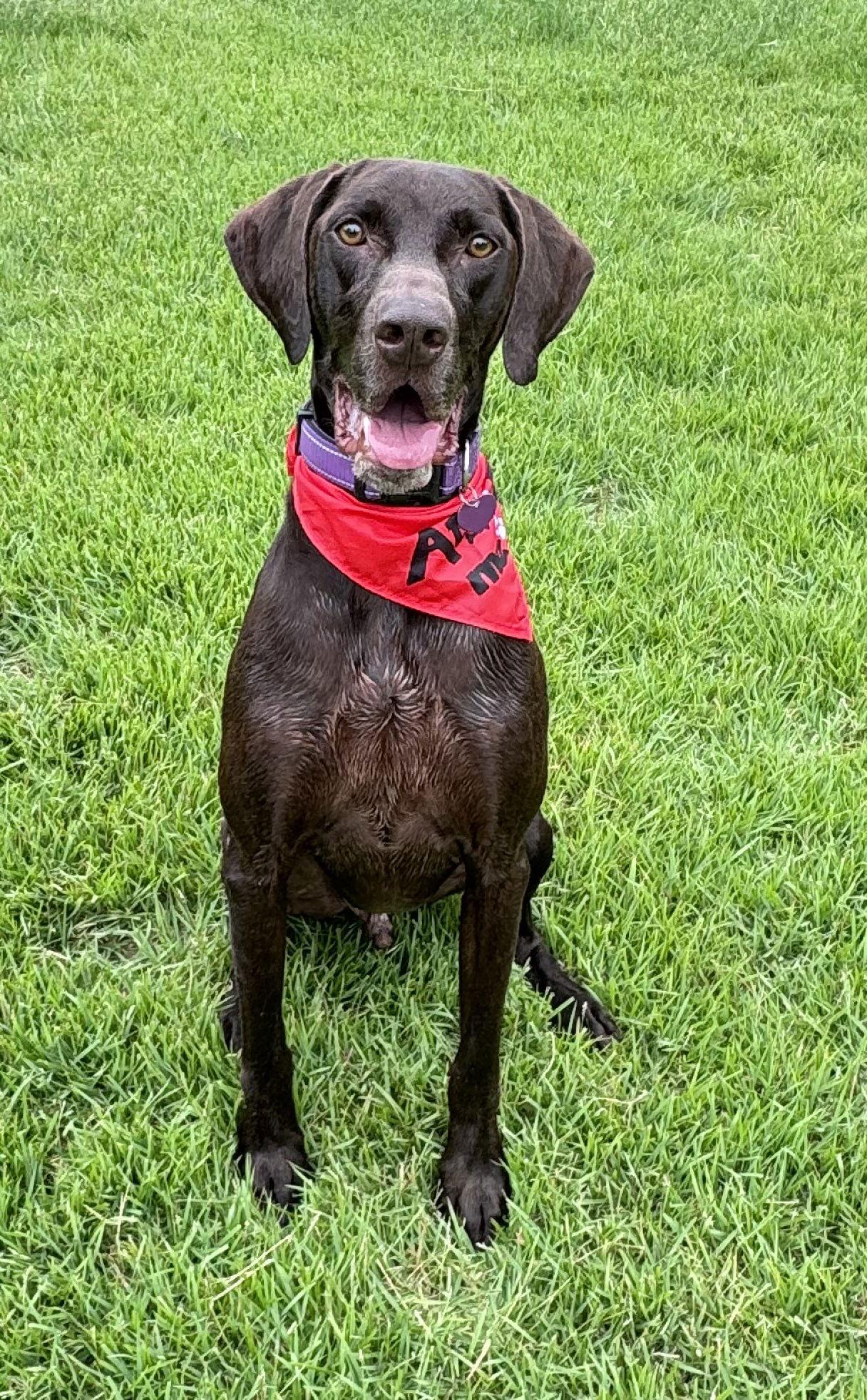 Enlarge Drake, a Adopted German Shorthaired Pointer in Fort Worth, TX image 3/3