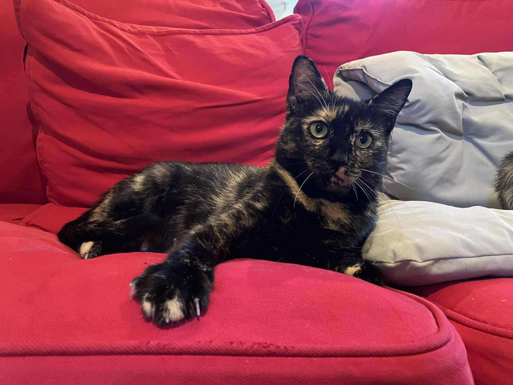 Enlarge Nutella, a Adoptable Domestic Short Hair in Delson, QC image 1/1