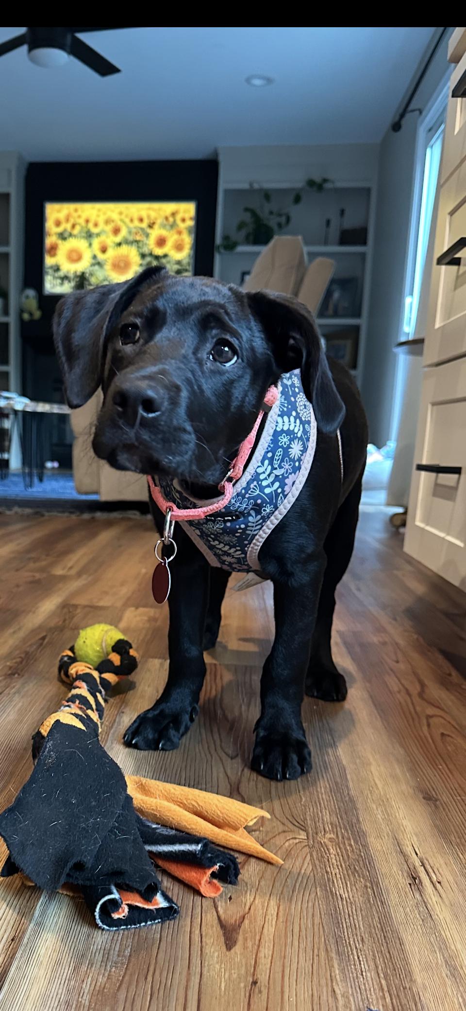Alice, Baby Female Black Labrador Retriever