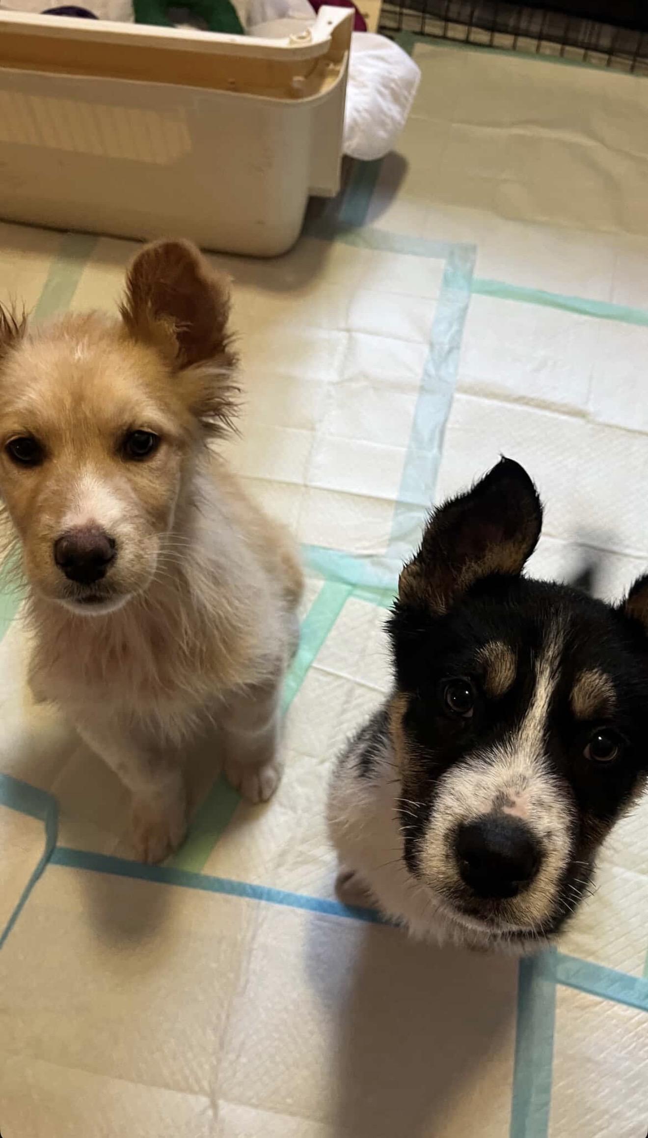 Enlarge Joey, a ADOPTABLE mixed breed in Langley, BC image 5/6