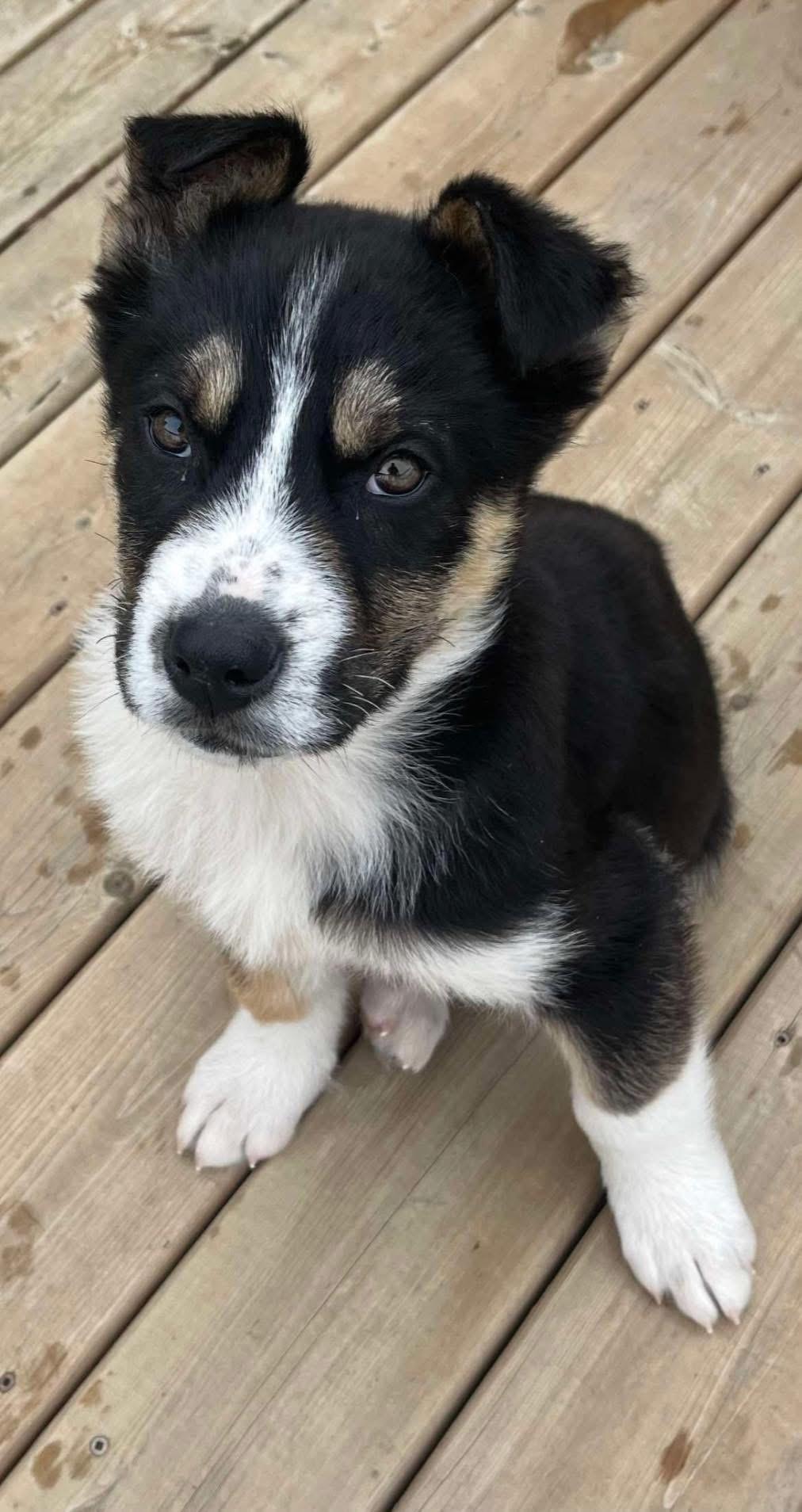 Enlarge Joey, a ADOPTABLE mixed breed in Langley, BC image 4/6