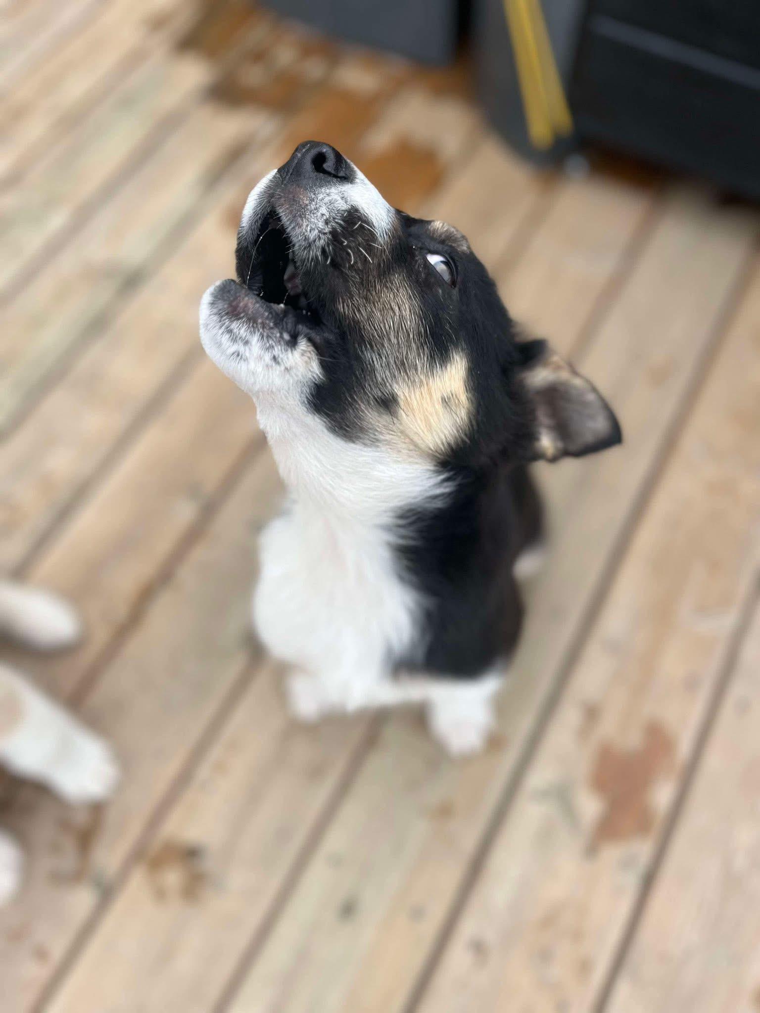 Enlarge Joey, a ADOPTABLE mixed breed in Langley, BC image 2/6