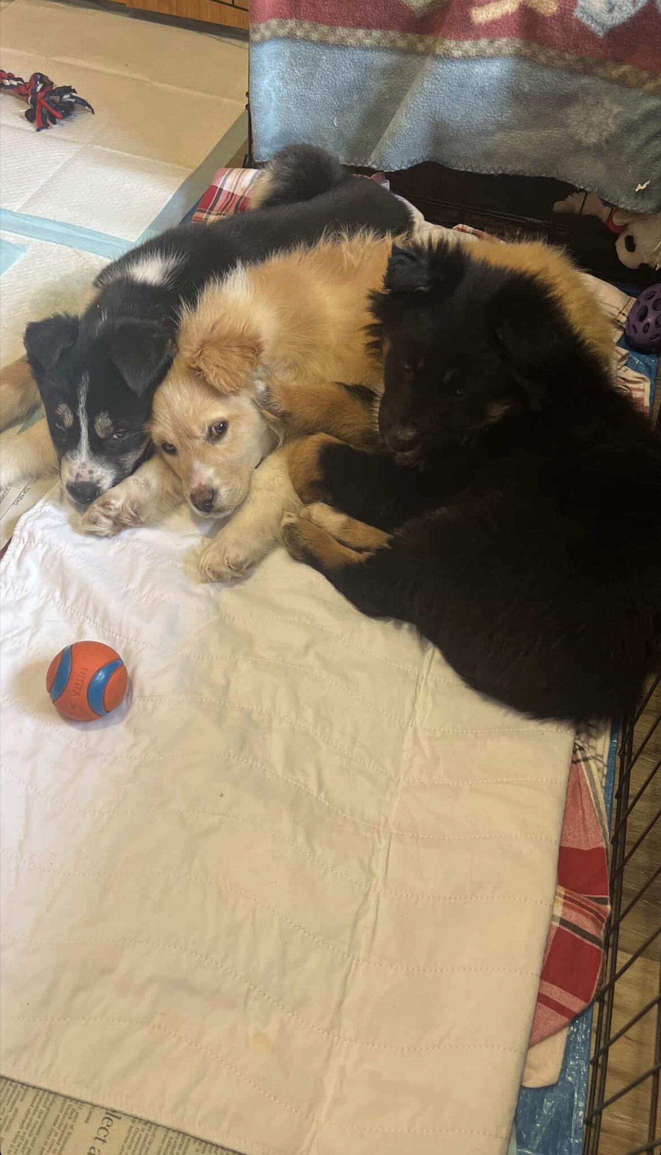 Enlarge Joey, a ADOPTABLE mixed breed in Langley, BC image 6/6