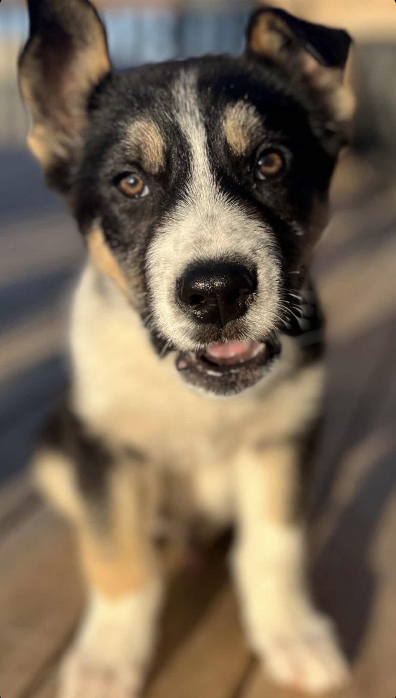 Enlarge Joey, a ADOPTABLE mixed breed in Langley, BC image 1/6