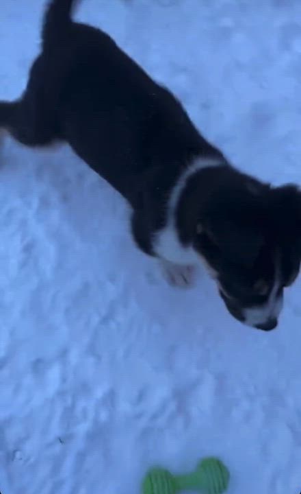 Enlarge Joey, a ADOPTABLE mixed breed in Langley, BC video 3/6