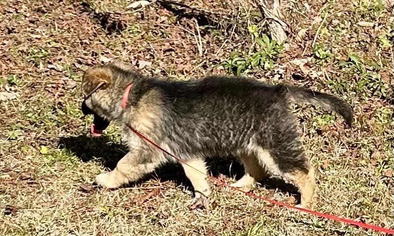 Salome, adopted, Puppy Male German Shepherd Dog & Australian Shepherd.
