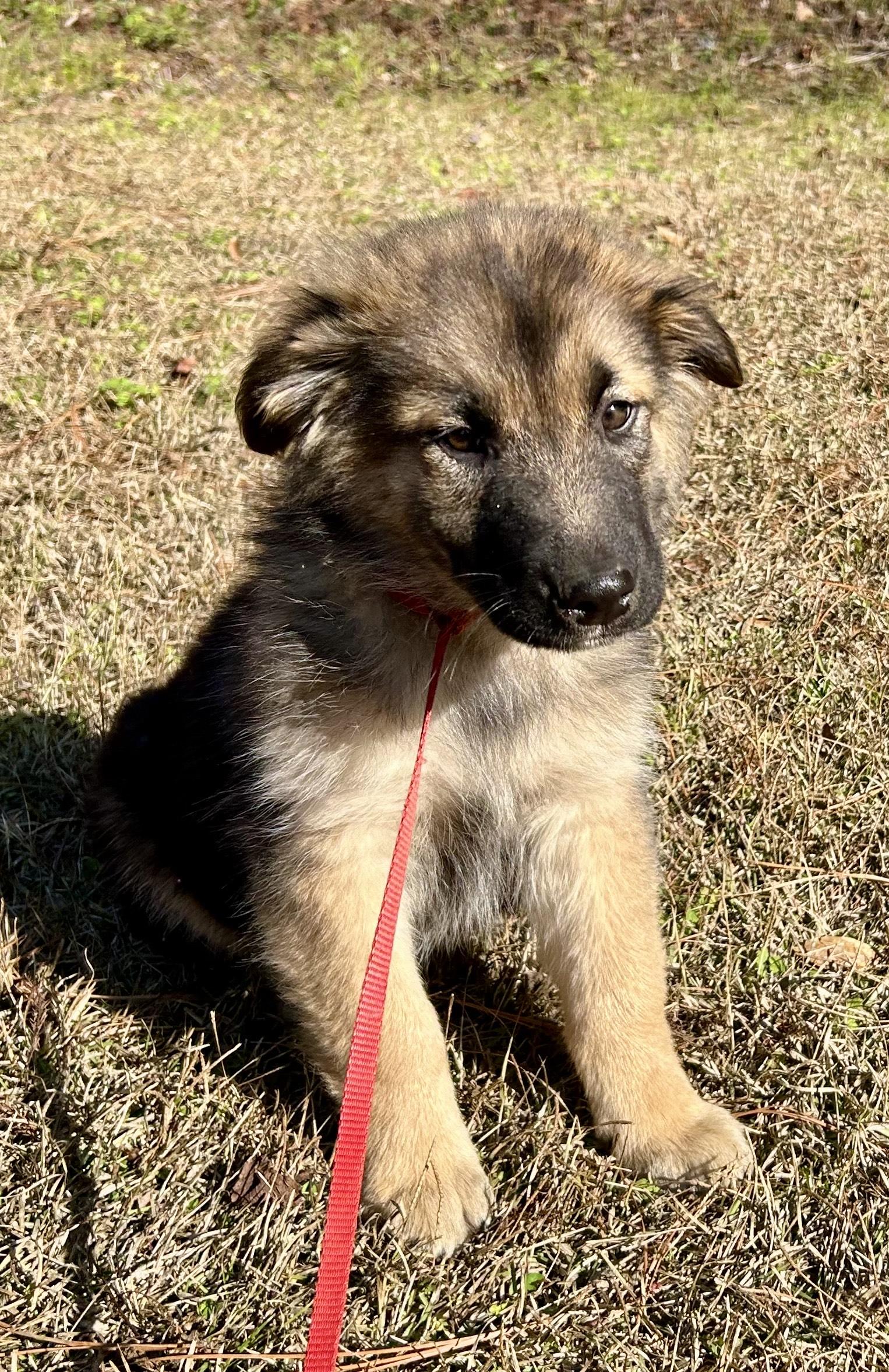 Salome, an adopted mixed breed in Allentown, NJ image 2/5