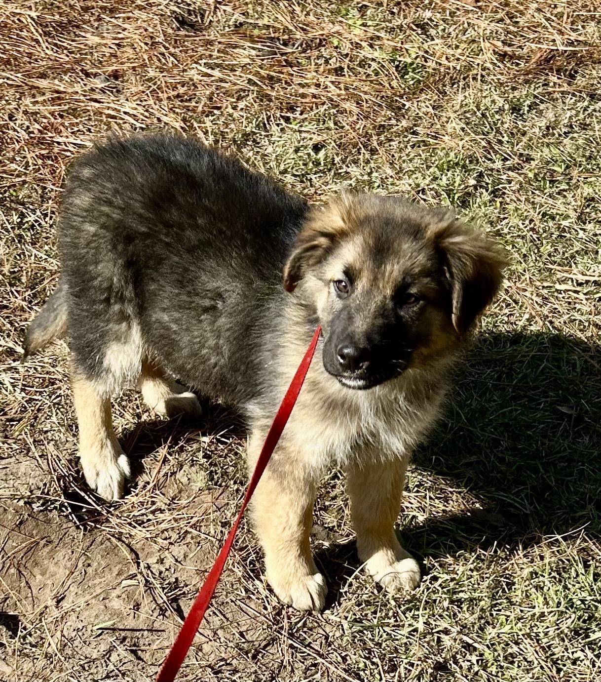 Salome, an adopted mixed breed in Allentown, NJ image 3/5