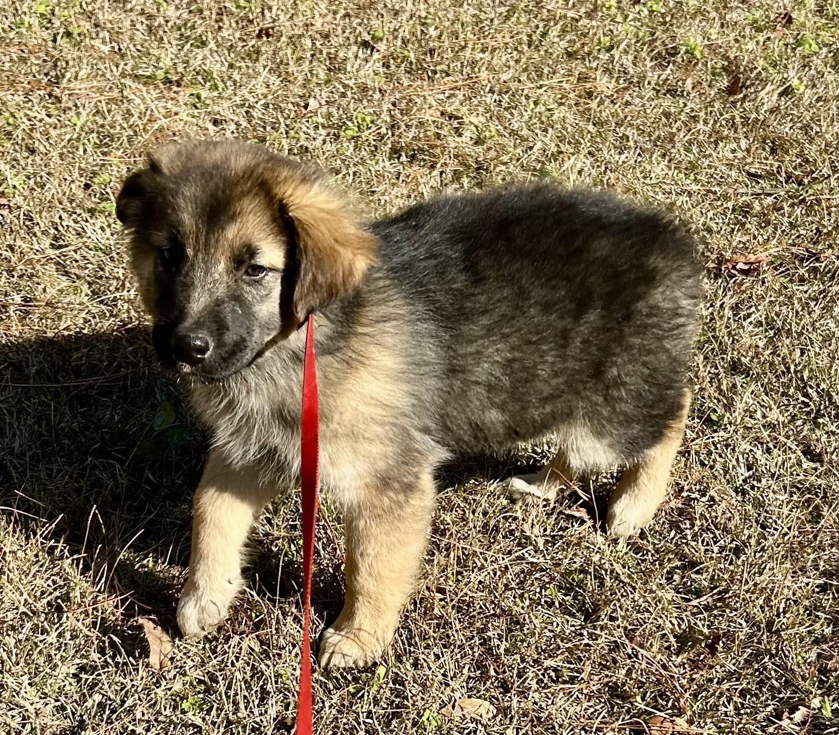 Salome, an adopted mixed breed in Allentown, NJ image 4/5