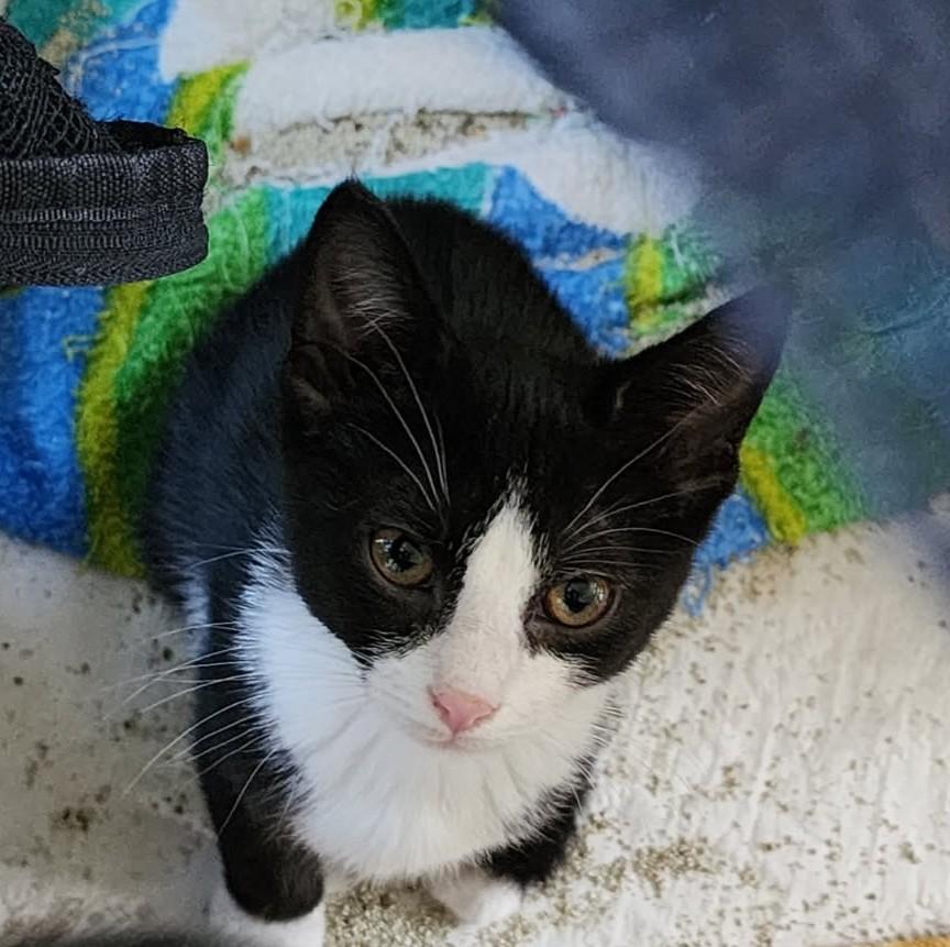 Bean, Adoptable, Kitten Male Tuxedo.