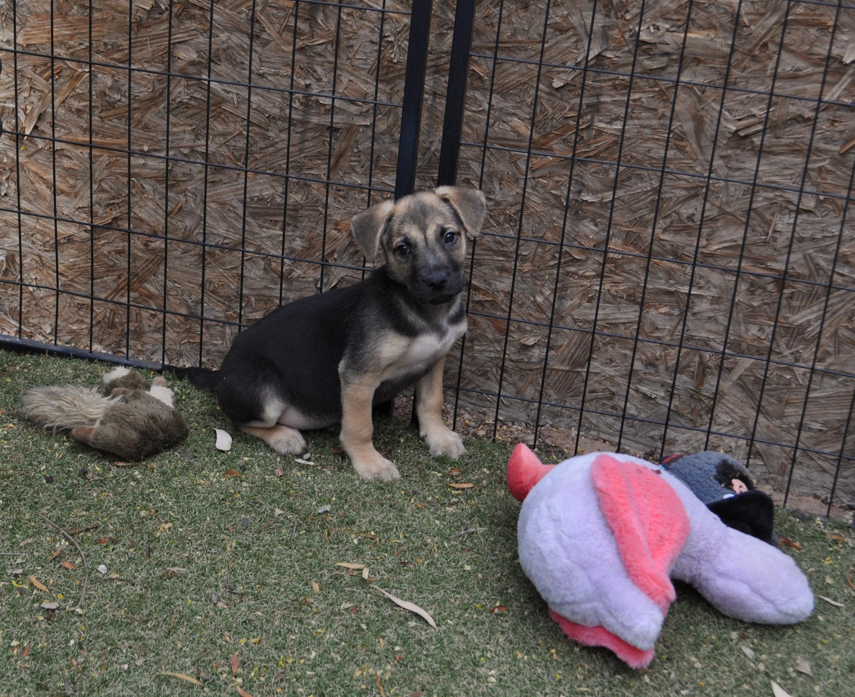 Enlarge Ozzie, a ADOPTABLE mixed breed in Apache Junction, AZ image 1/3