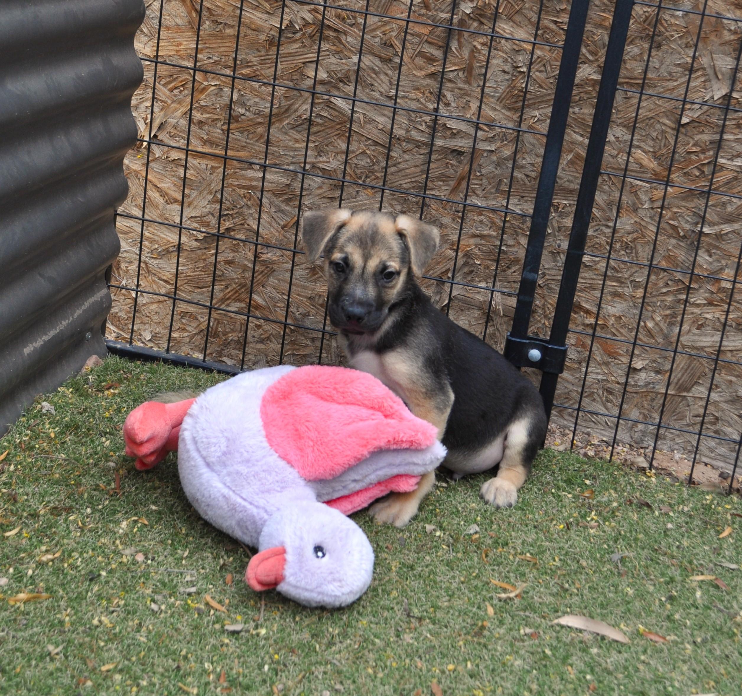 Enlarge Ozzie, a ADOPTABLE mixed breed in Apache Junction, AZ image 2/3
