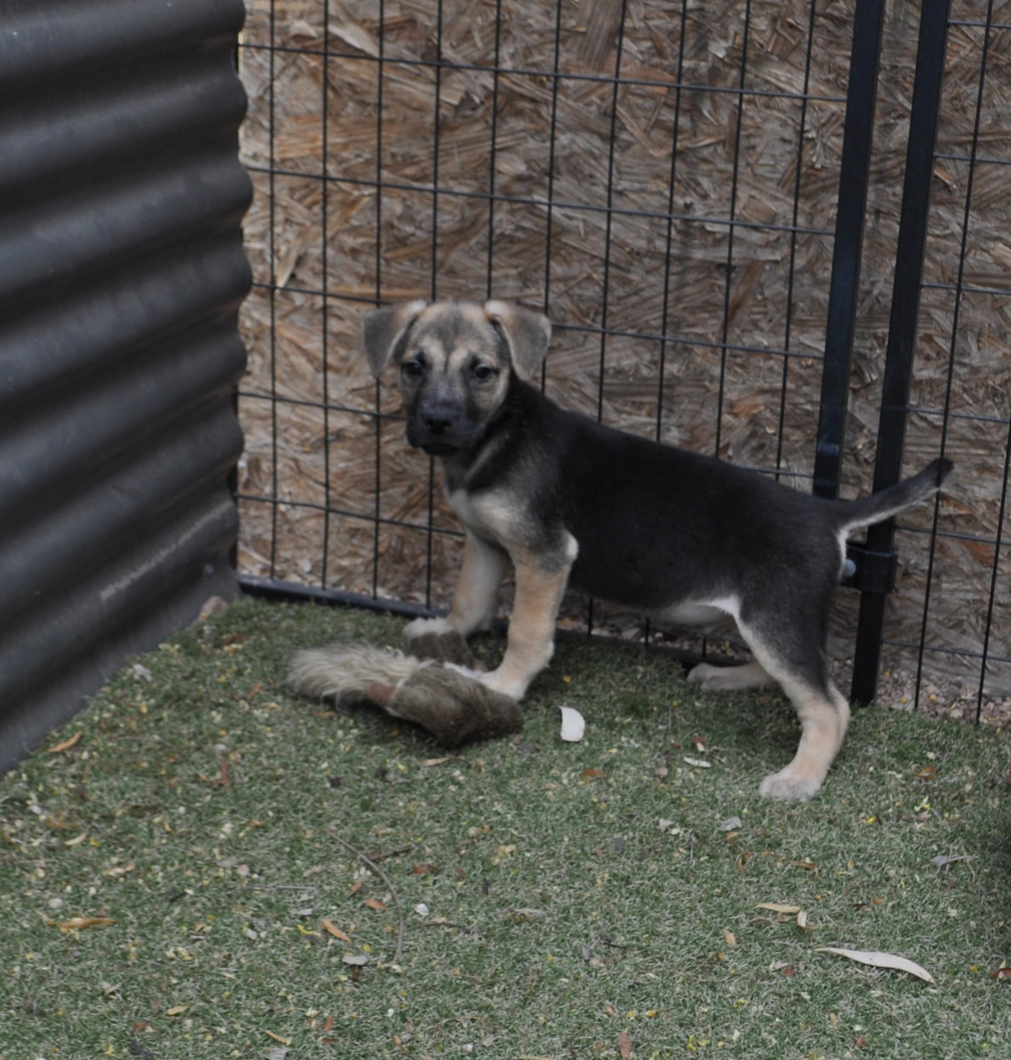 Enlarge Ozzie, a ADOPTABLE mixed breed in Apache Junction, AZ image 3/3