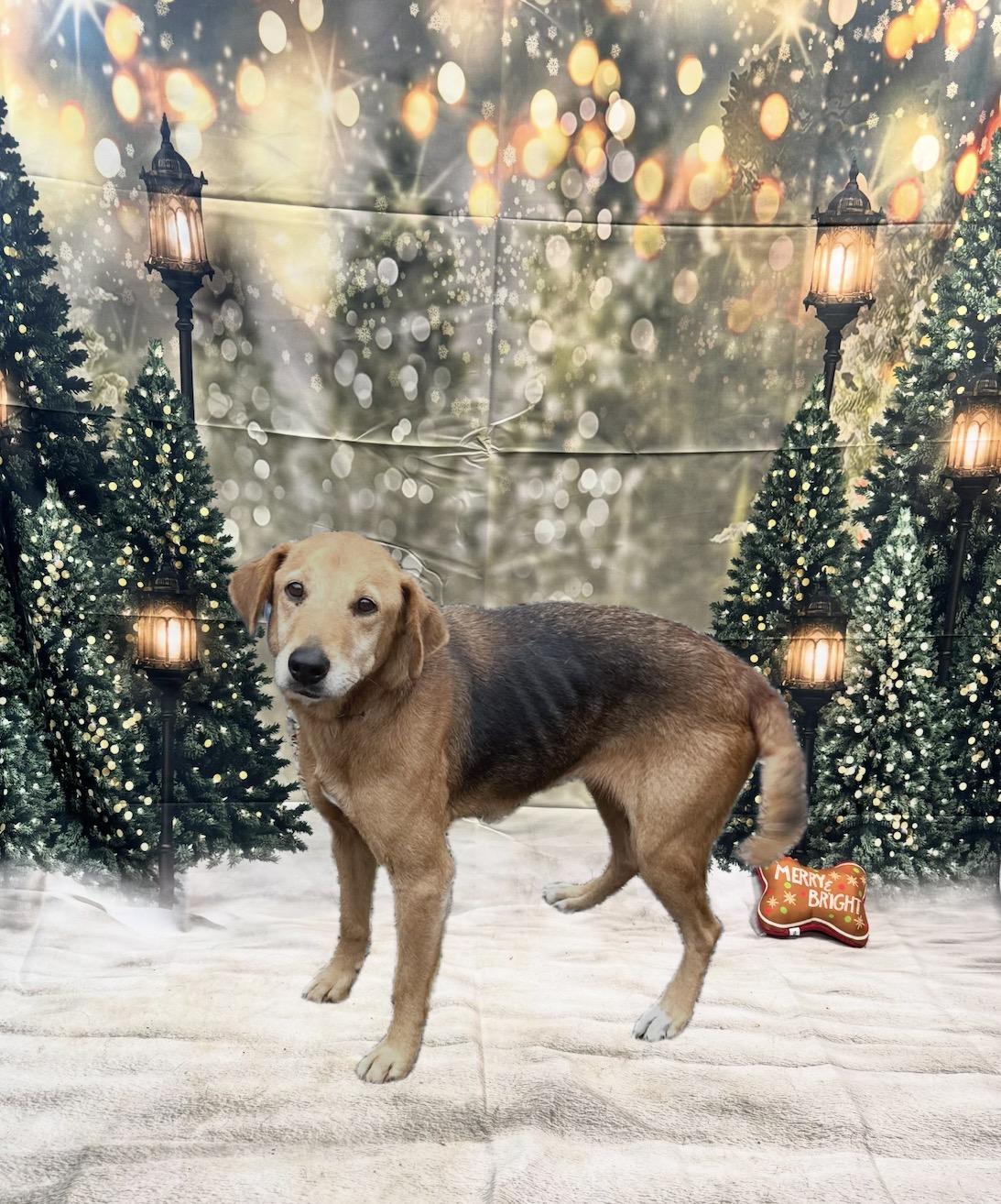 Bonnie, ADOPTABLE, Senior Female Hound.