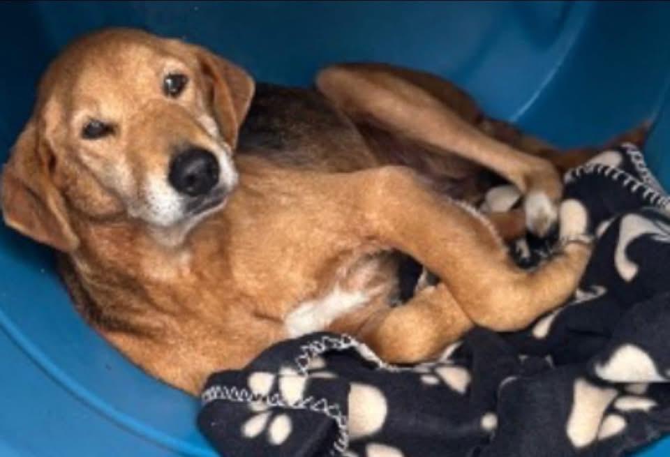 Enlarge Bonnie, a ADOPTABLE Hound in Elizabethtown, NC image 1/1