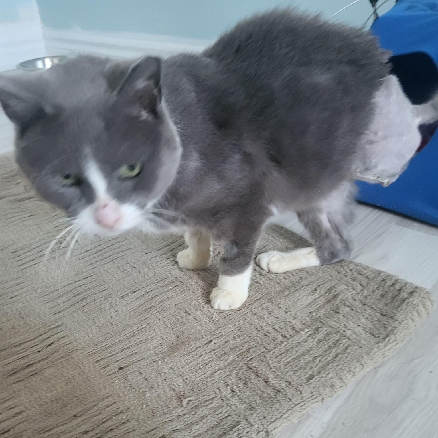 Enlarge Chico, a ADOPTABLE Domestic Short Hair in Saint-Jacques, QC image 4/4