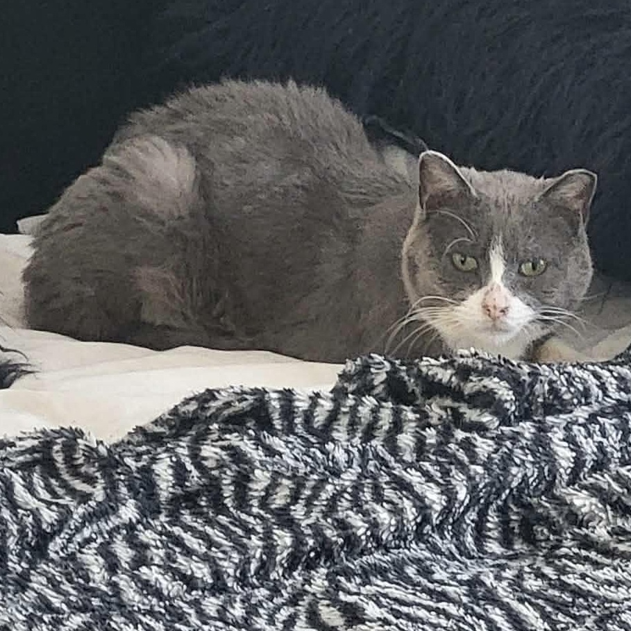 Enlarge Chico, a ADOPTABLE Domestic Short Hair in Saint-Jacques, QC image 1/4