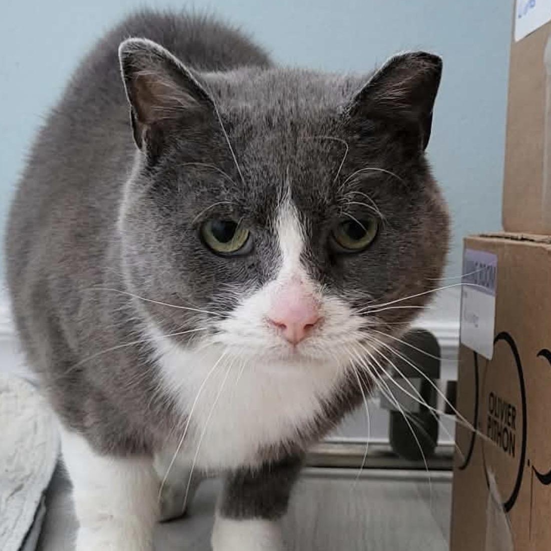 Enlarge Chico, a ADOPTABLE Domestic Short Hair in Saint-Jacques, QC image 5/5