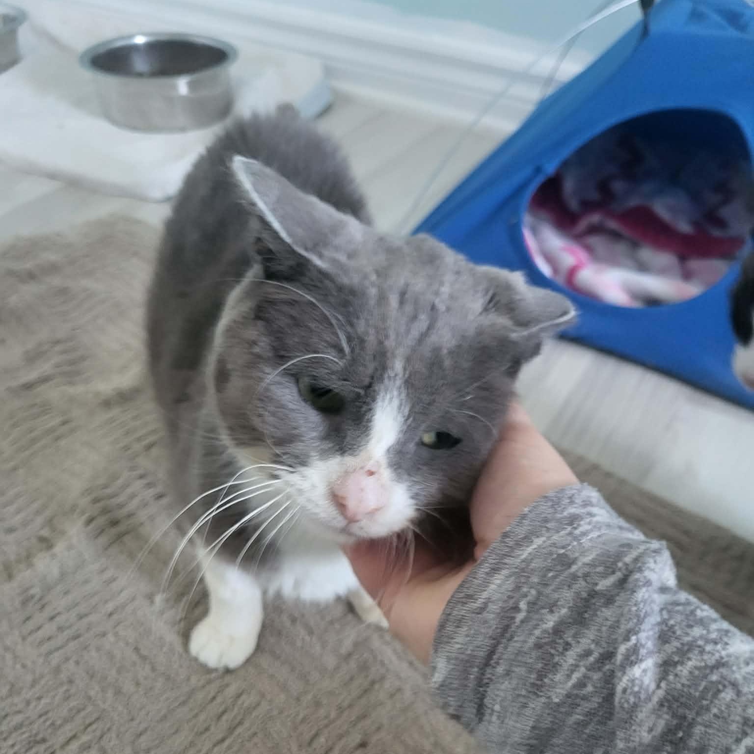 Enlarge Chico, a ADOPTABLE Domestic Short Hair in Saint-Jacques, QC image 2/4