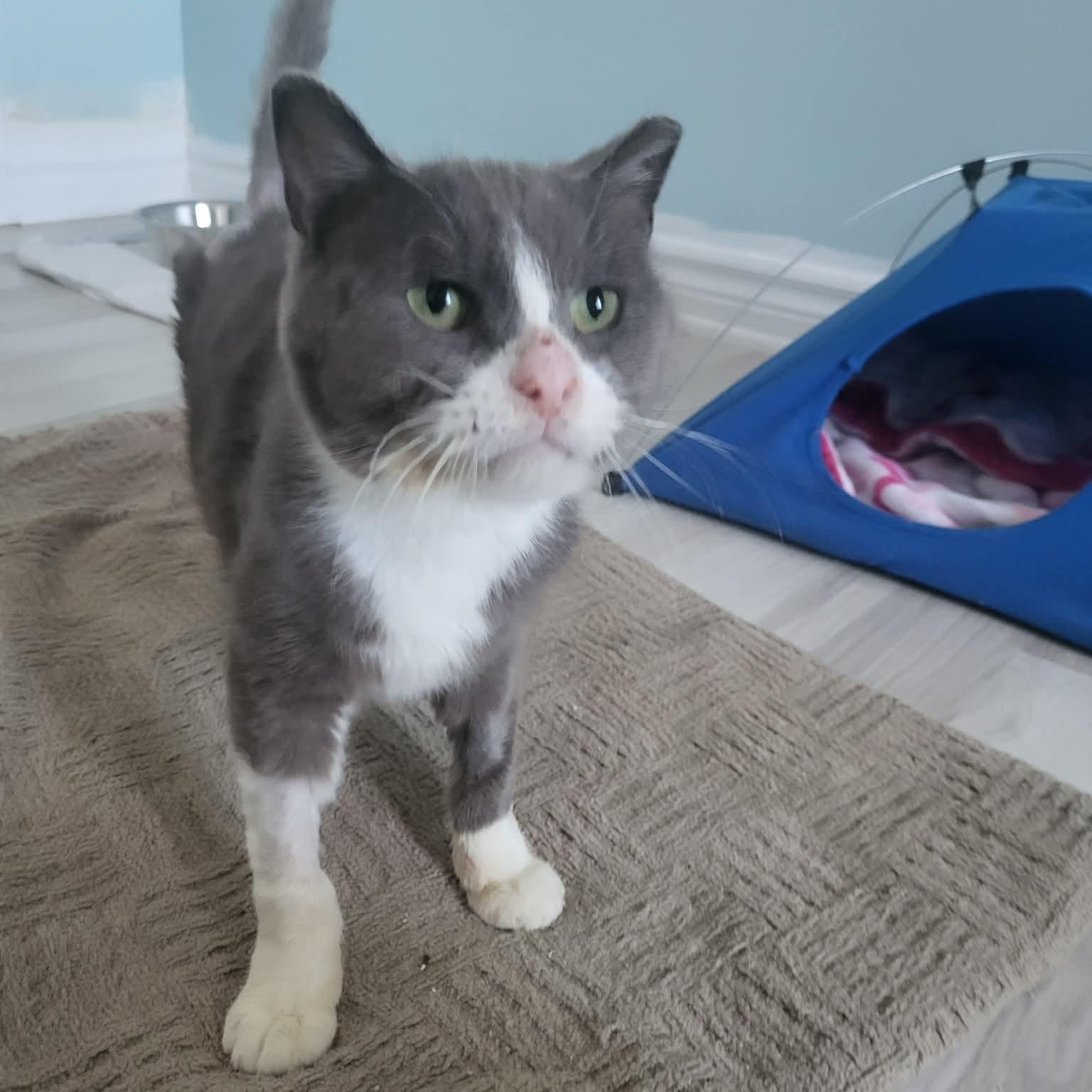 Enlarge Chico, a ADOPTABLE Domestic Short Hair in Saint-Jacques, QC image 3/4