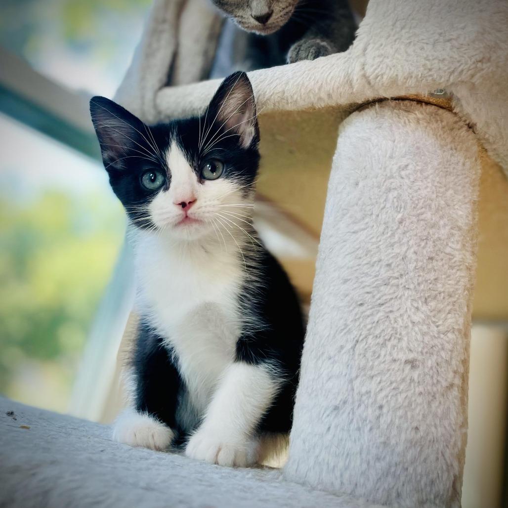 Jada Jr, a Adoptable Domestic Short Hair in Denver, CO image 1/3