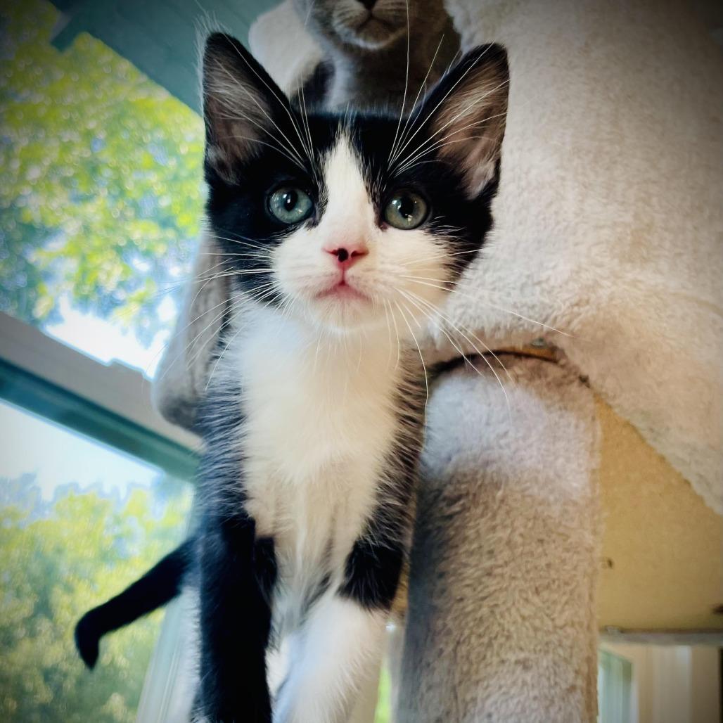 Jada Jr, a Adoptable Domestic Short Hair in Denver, CO image 2/3