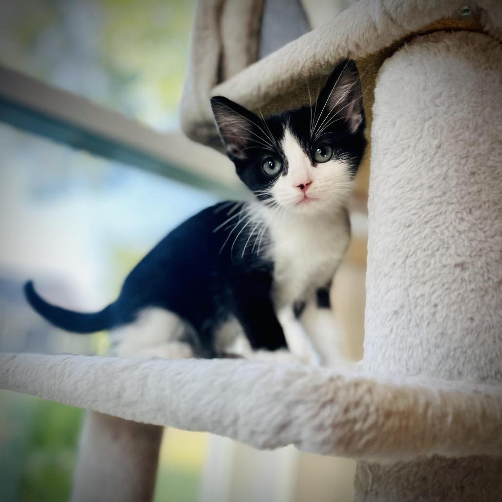 Jada Jr, Adoptable, Kitten Female Domestic Short Hair.