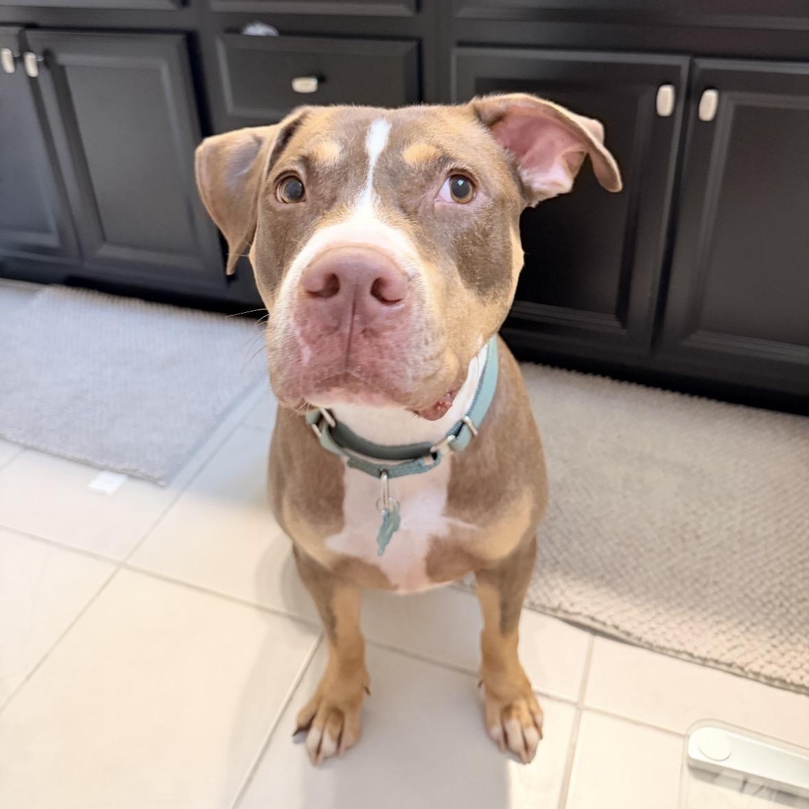 Enlarge Crosby, a Adoptable mixed breed in Houston, TX image 4/6