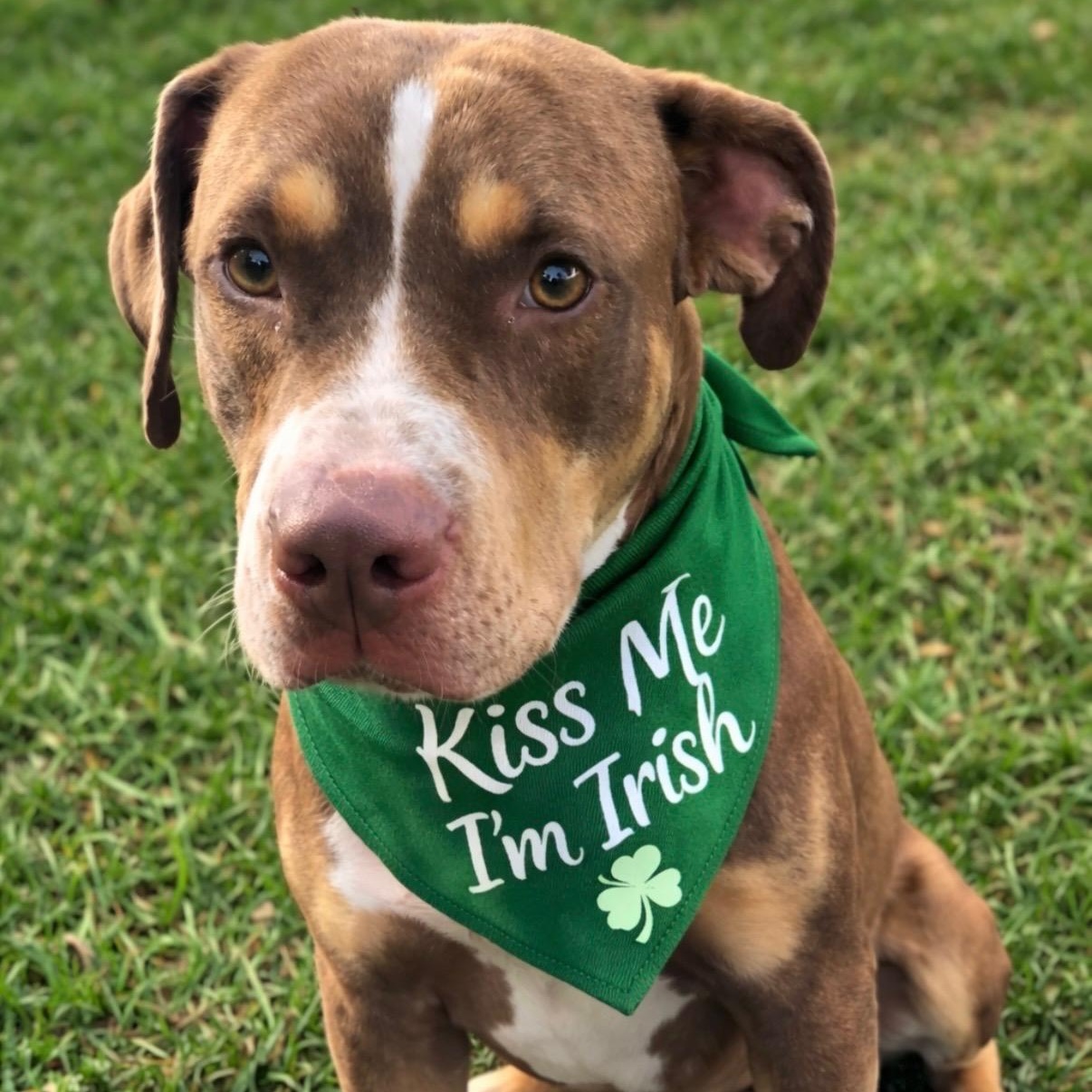 Enlarge Crosby, a Adoptable mixed breed in Houston, TX image 2/6