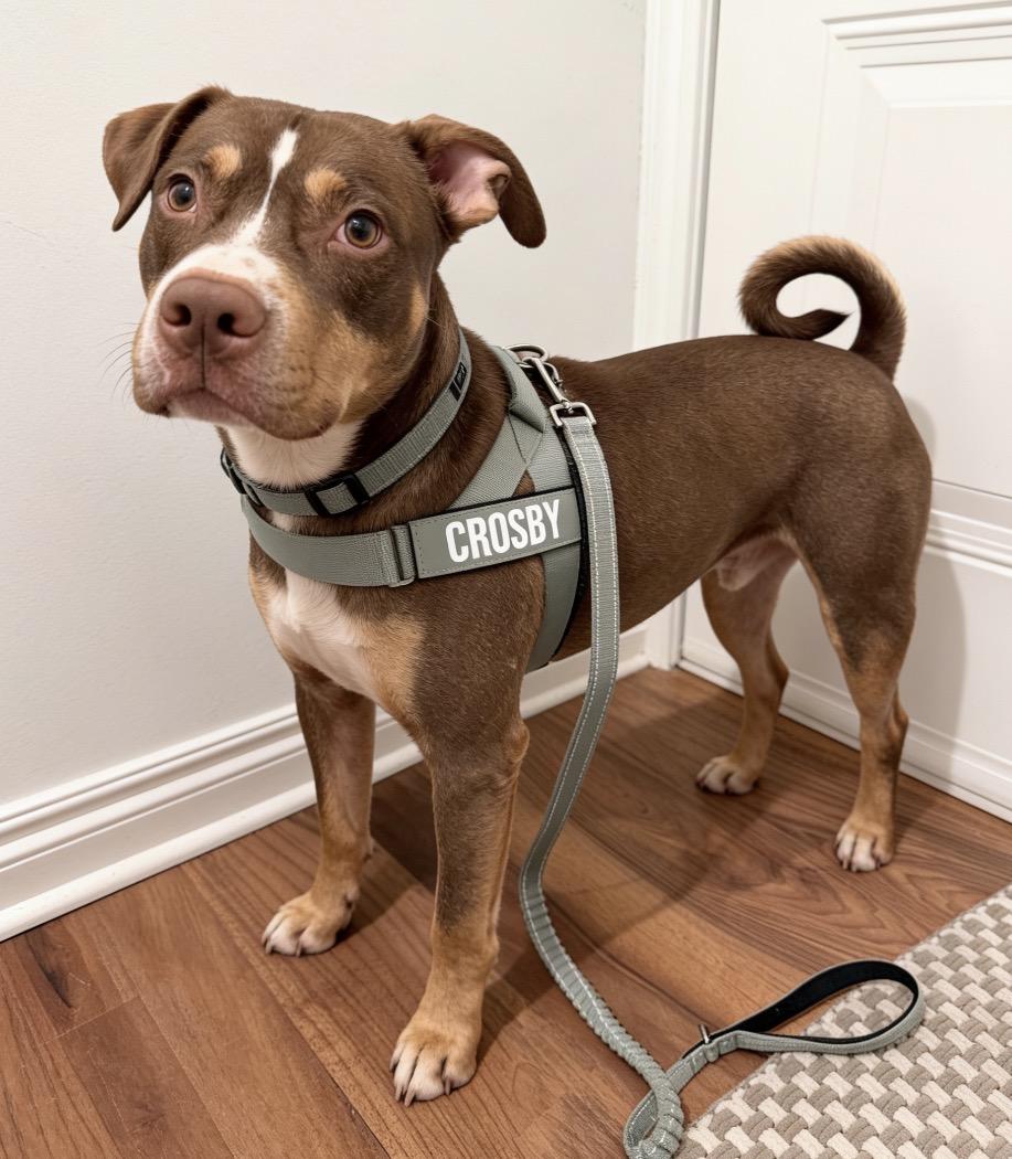 Crosby, Adoptable, Adult Male Retriever & American Staffordshire Terrier.