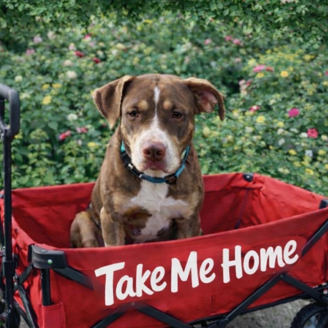 Enlarge Crosby, a Adoptable mixed breed in Houston, TX image 3/6