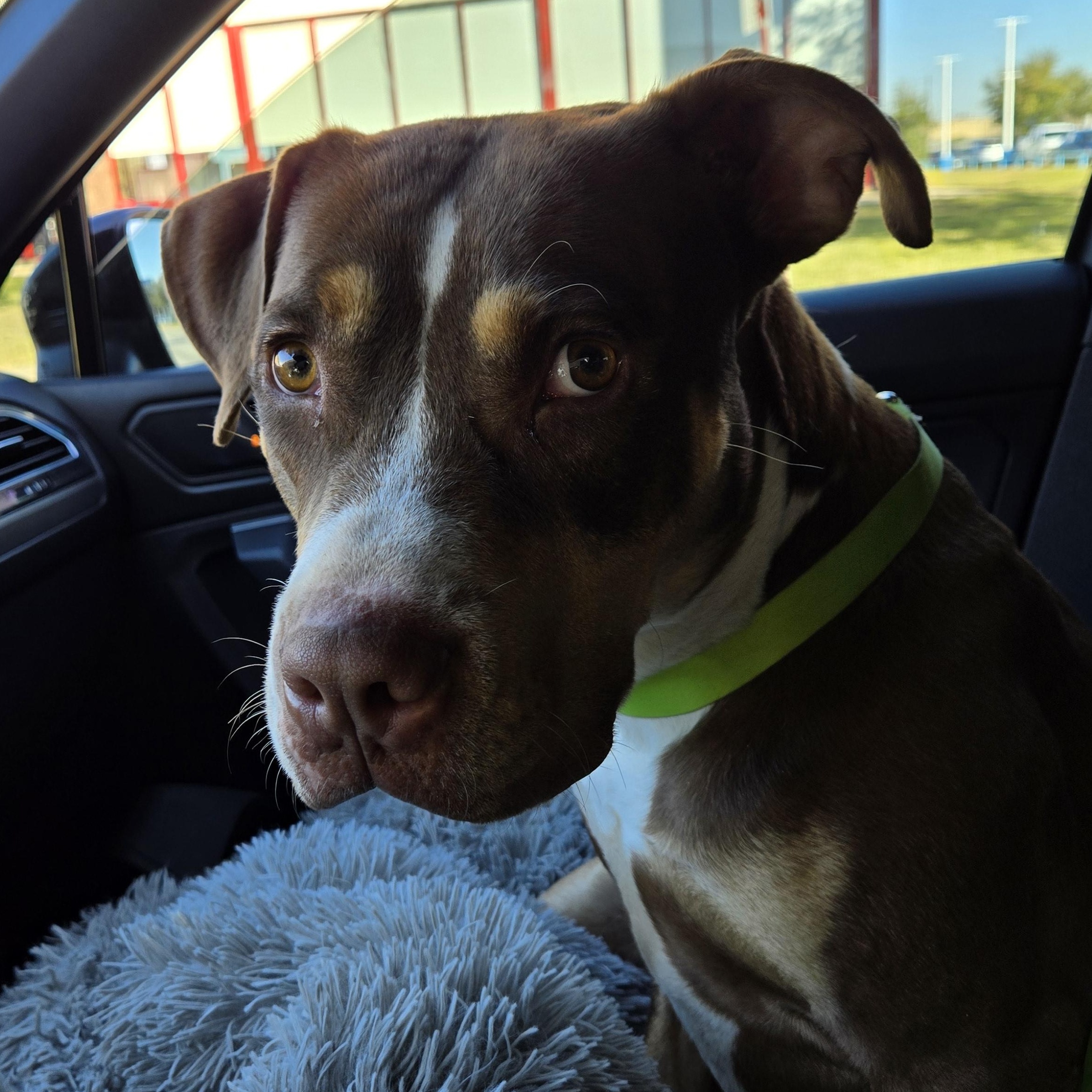 Enlarge Crosby, a Adoptable mixed breed in Houston, TX image 5/6