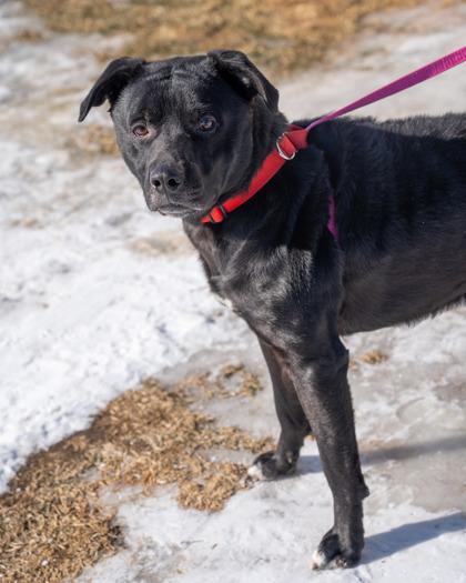 Shadow, Adoptable, Adult Male Mixed Breed & Mixed Breed.