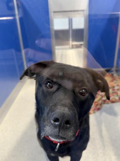 Enlarge Shadow, a Adoptable mixed breed in Pequot Lakes, MN image 2/2