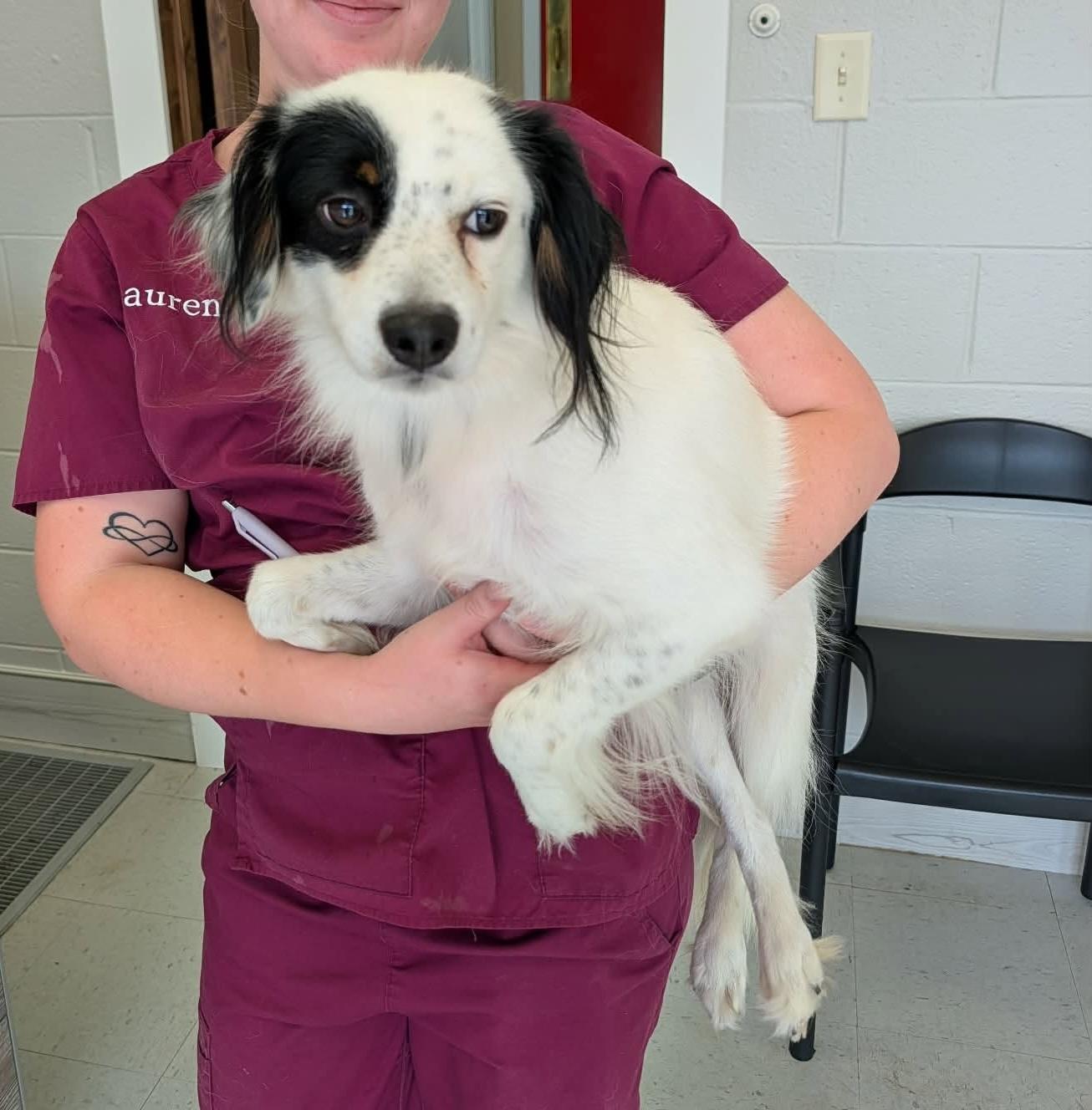 Riddle, Adoptable, Adult Male Border Collie.